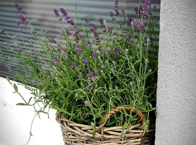 Plazowa Διαμέρισμα